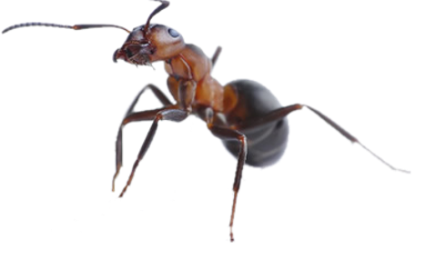 Dedetização de formigas no Jaraguá - SP