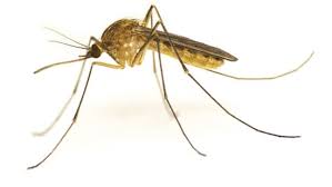 Dedetizadora de mosquitos no Caxingui - SP