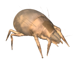 Dedetização de ácaro no Horto do Ipê - SP