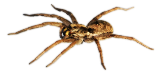 Dedetização de aranhas no Horto do Ipê - SP