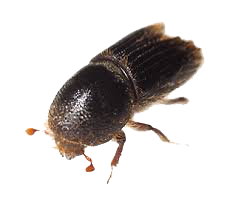 Dedetização de brocas de madeira no Horto do Ipê - SP