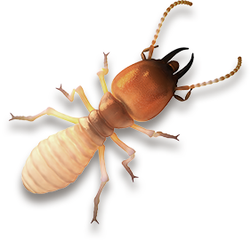 Dedetização de cupins no Horto do Ipê - SP