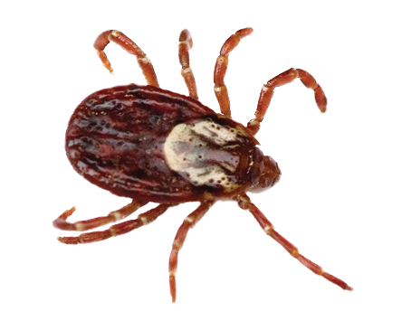 Dedetização de carrapato no Horto do Ipê - SP