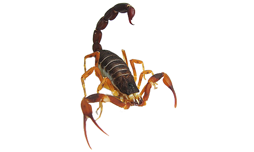 Dedetização de escorpião na Vila das Mercês - SP