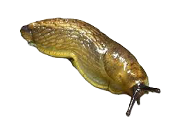 Dedetização de lesmas no Horto do Ipê - SP