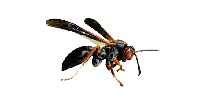 Dedetização de marimbondos no Horto do Ipê - SP