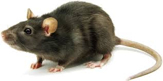Dedetização de rato em Osasco - SP