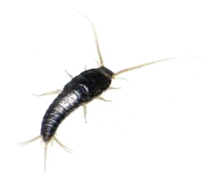 Dedetização de traças no Horto do Ipê - SP